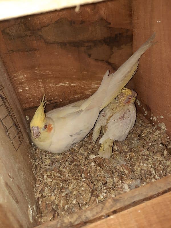 Cockateil breeder pair for sale 3