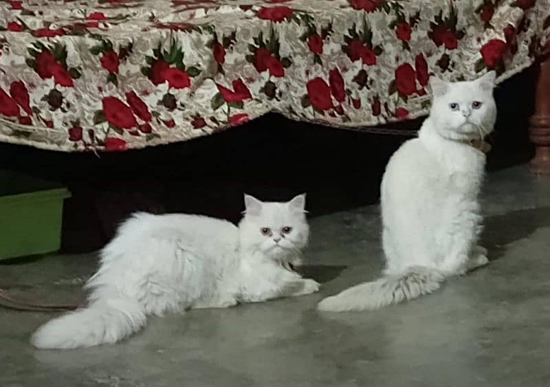 persian pair triple coated punch face 2