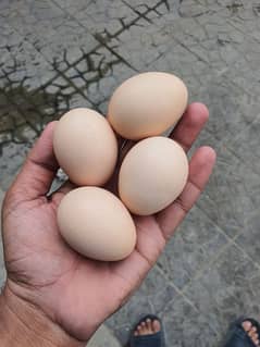 Aseel Murga black Breed X Black Murgi Egg Sale