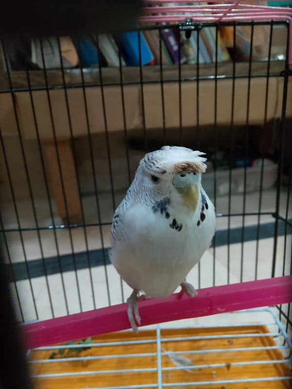 female parrot for sale 0