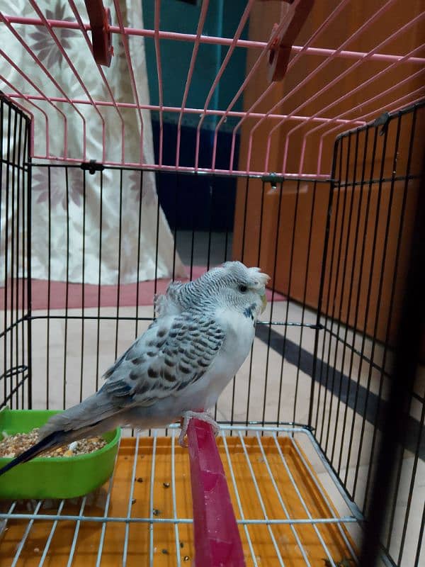 female parrot for sale 1