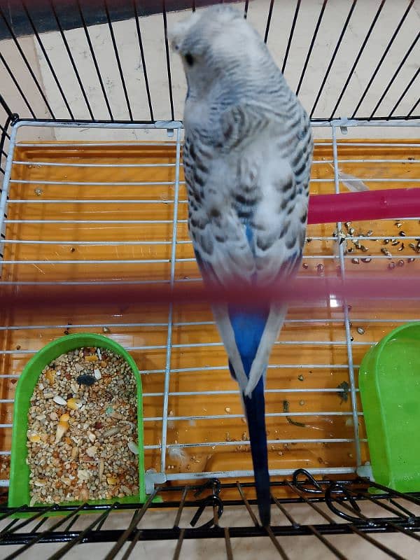 female parrot for sale 2