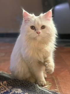 White persian male cat for stud