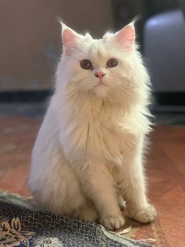 White persian male cat for stud 1