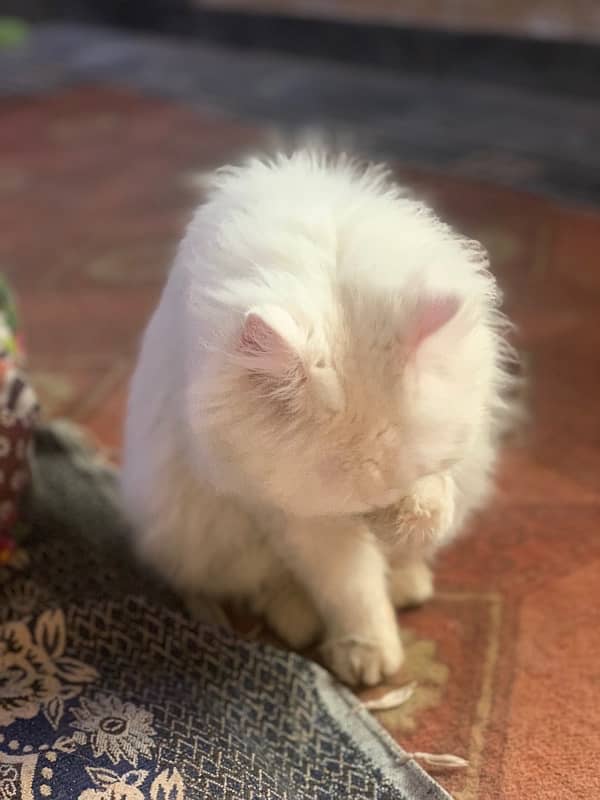 White persian male cat for stud 2