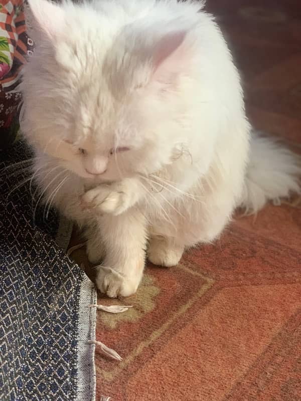 White persian male cat for stud 3