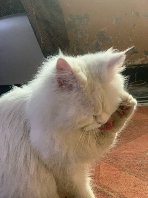 White persian male cat for stud 4