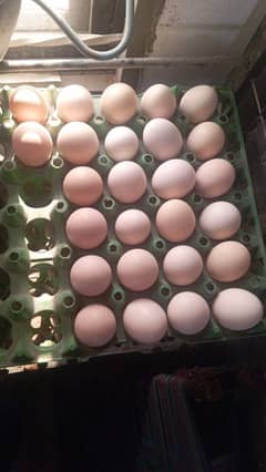 Desi  /Golden Misri /Eggs and Hens  are available