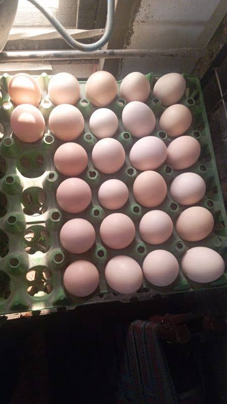 Desi /Golden Misri/Fertile /Eggs are available 0