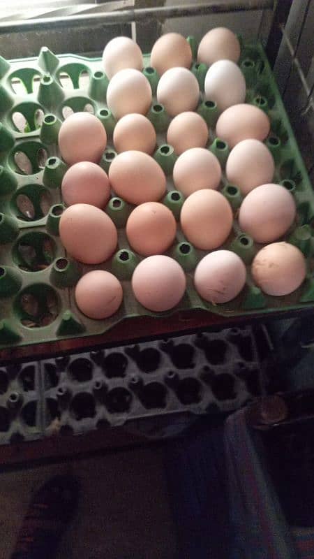 Desi /Golden Misri/Fertile /Eggs are available 1