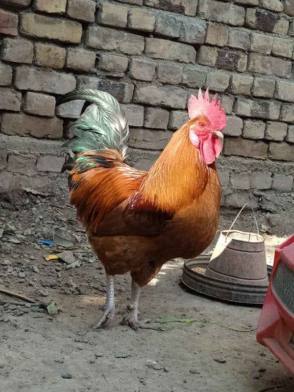 Beautiful Golden desi murga 1