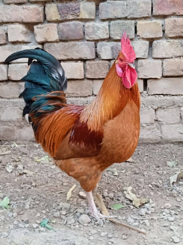 Beautiful Golden desi murga 2