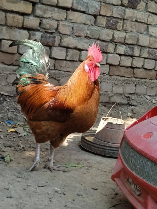 Beautiful Golden desi murga 3