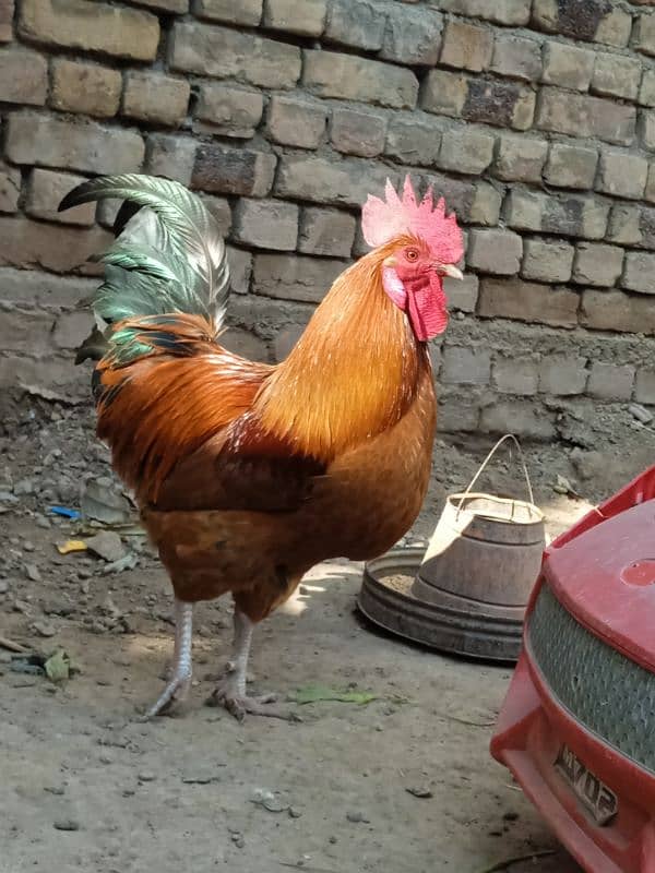 Beautiful Golden desi murga 4