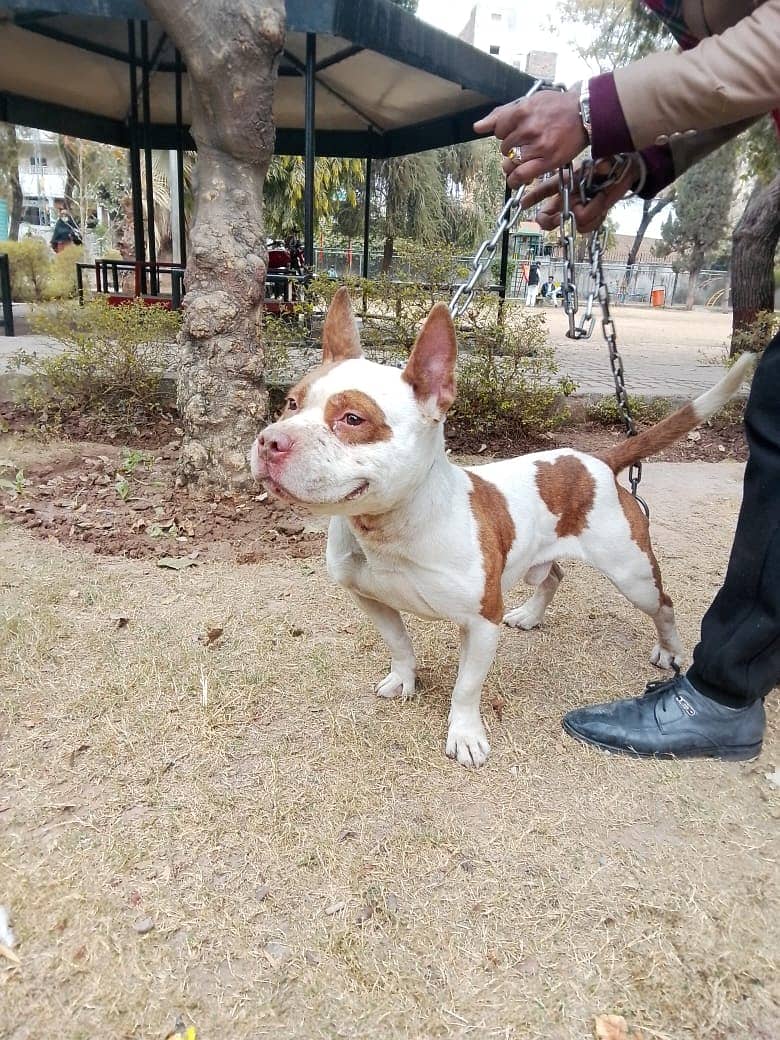 American Bully II  bull dog for sale II top quality Bulldog male II 1