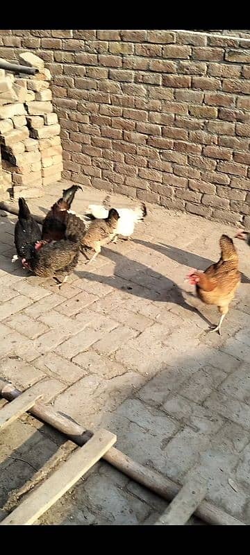 Golden misri 7 hen 1 male 0