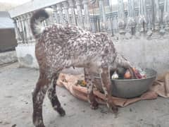 Pure makhi cheni bakri with bakra A++ Mall for Sale