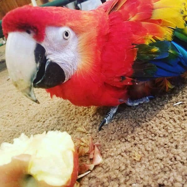 red macaw parrot cheeks for sale 0=3=4=9=6=8=2=6=9=3=1 0