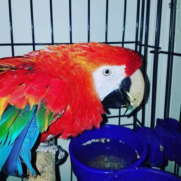 red macaw parrot cheeks for sale 0=3=4=9=6=8=2=6=9=3=1 1