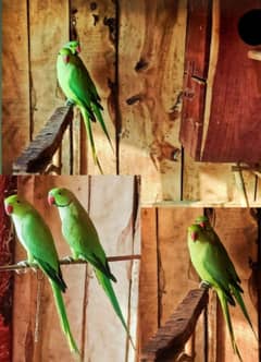 Kahta tooty pair