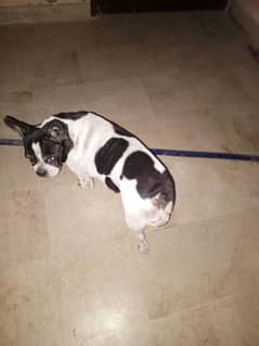 french bulldog available hai sale k liay