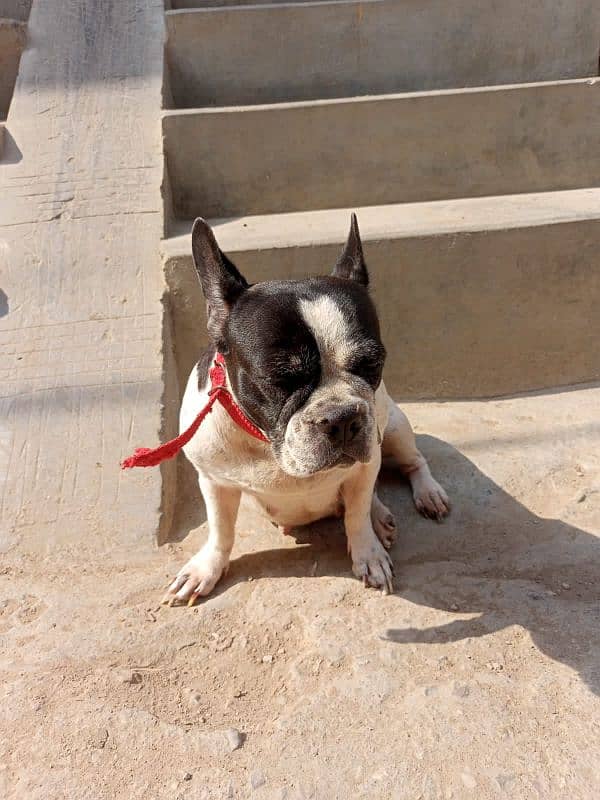 french bulldog available hai sale k liay 1