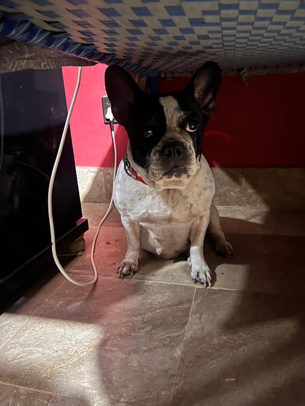 french bulldog available hai sale k liay 3