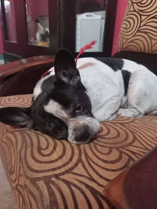 french bulldog available hai sale k liay 6