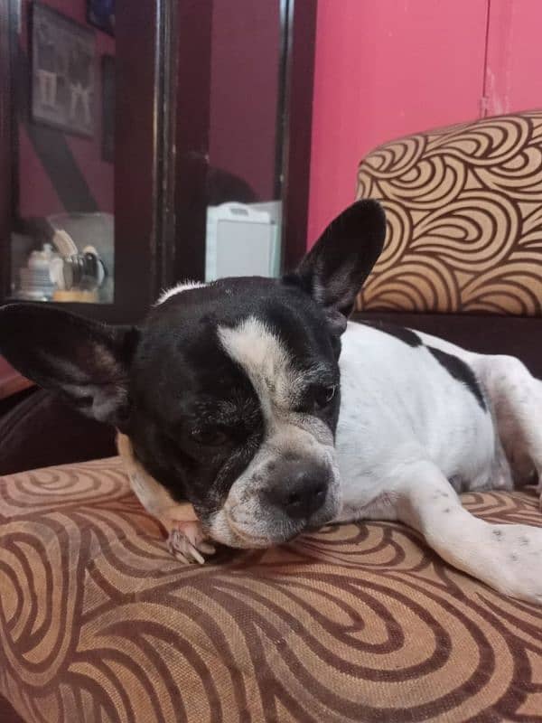 french bulldog available hai sale k liay 7