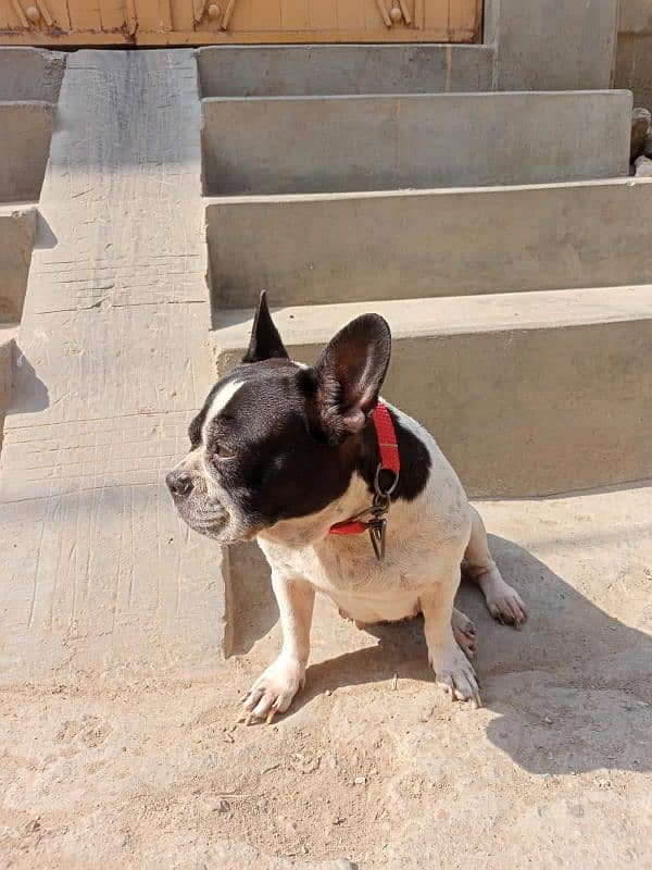 french bulldog available hai sale k liay 11