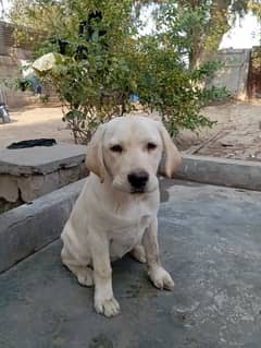 Labrador female