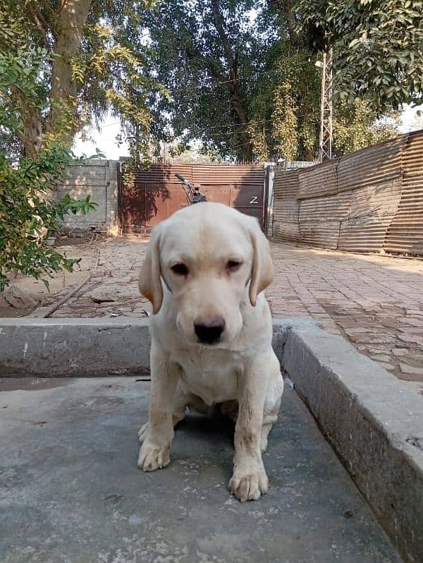 Labrador female 2