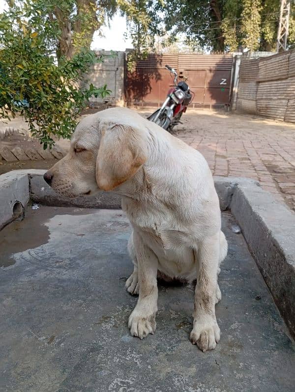 Labrador female 3