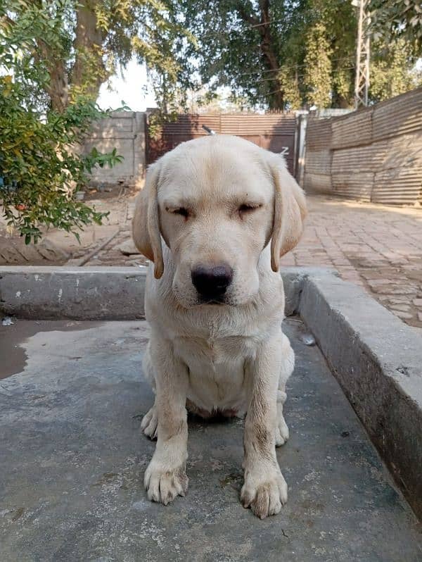 Labrador female 4