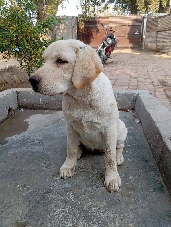 Labrador female 5