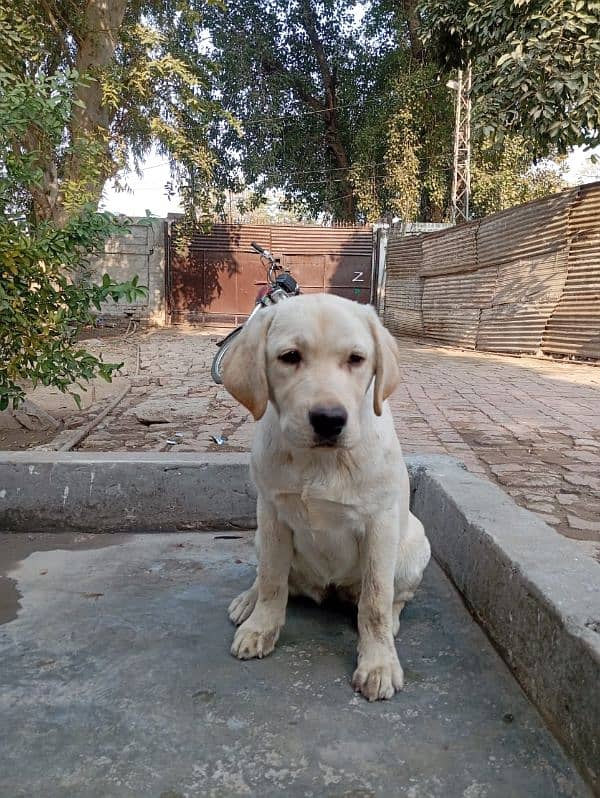 Labrador female 6