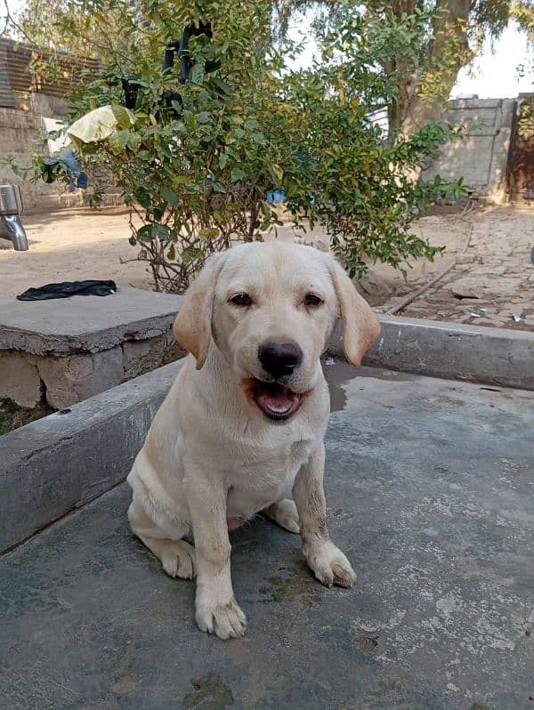 Labrador female 7