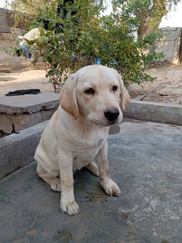 Labrador female 8