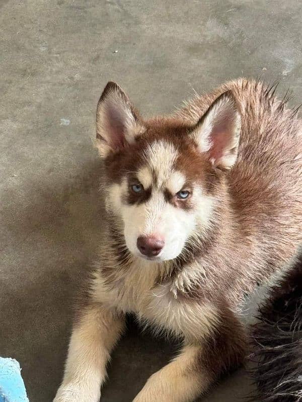 Siberian Husky female for sale (03025830998) 0