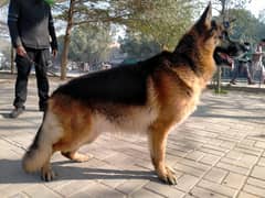 German shepherd long coat male for sale