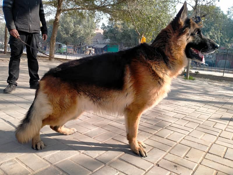 German shepherd long coat male for sale 1