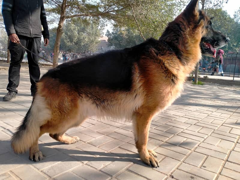 German shepherd long coat male for sale 2