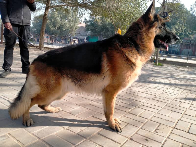 German shepherd long coat male for sale 3