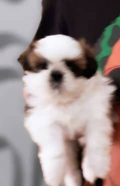 ShihTzu / Shitzu pedigreed for sale