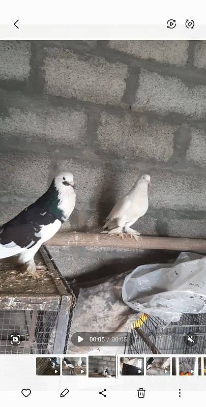 gubara breeder pair for sale 0