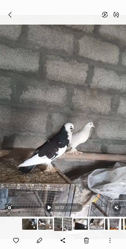 gubara breeder pair for sale 1