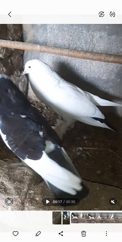 gubara breeder pair for sale 3