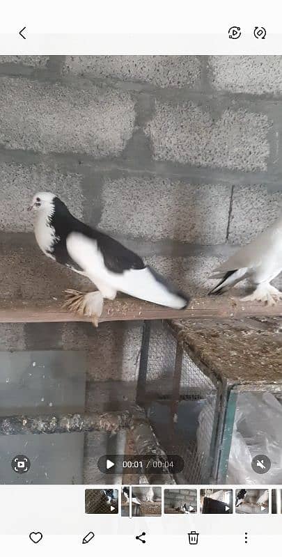 gubara breeder pair for sale 4