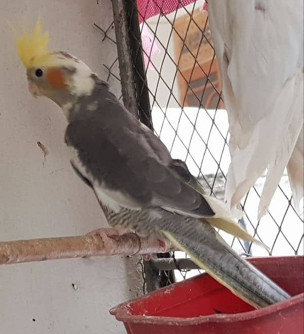 Gray cockatiele male parrot 1