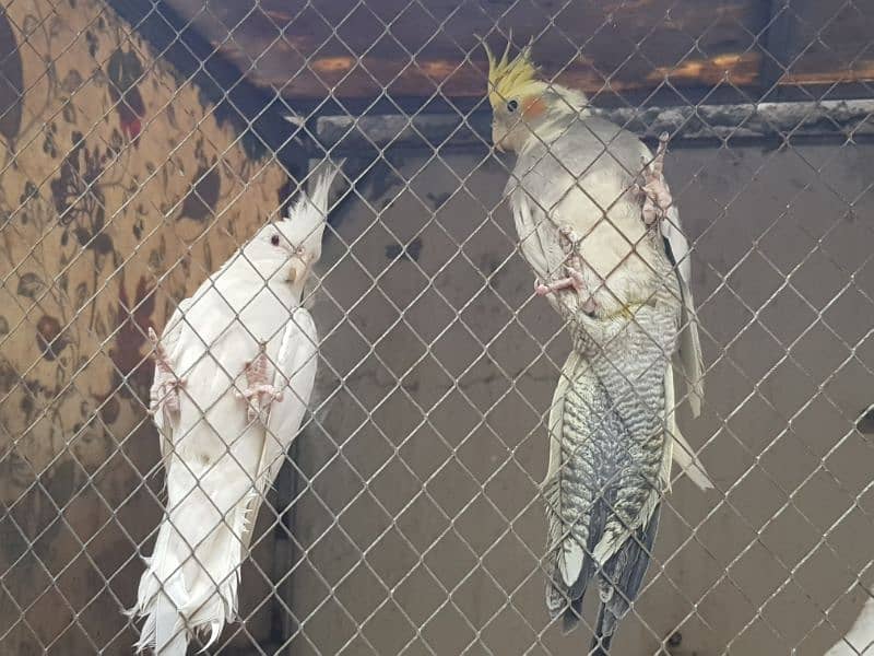 Gray cockatiele male parrot 2